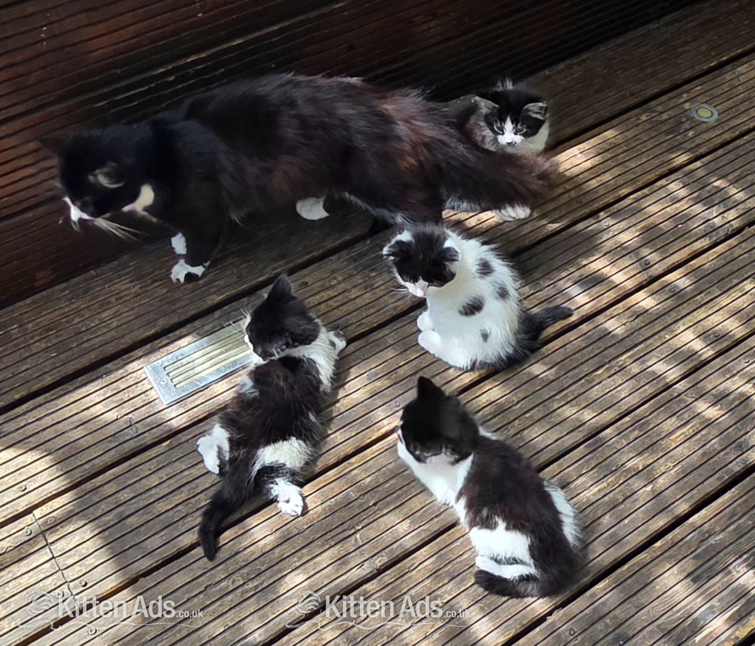Cute kittens for sale (NEED GONE ASAP) in {LOCATION}