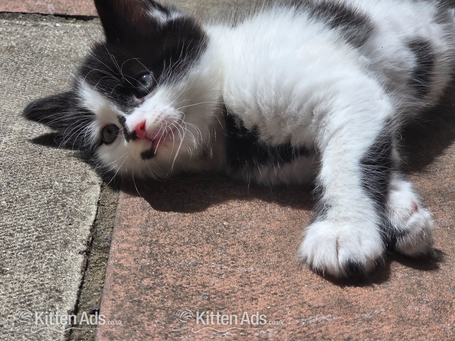  Cats and Kittens