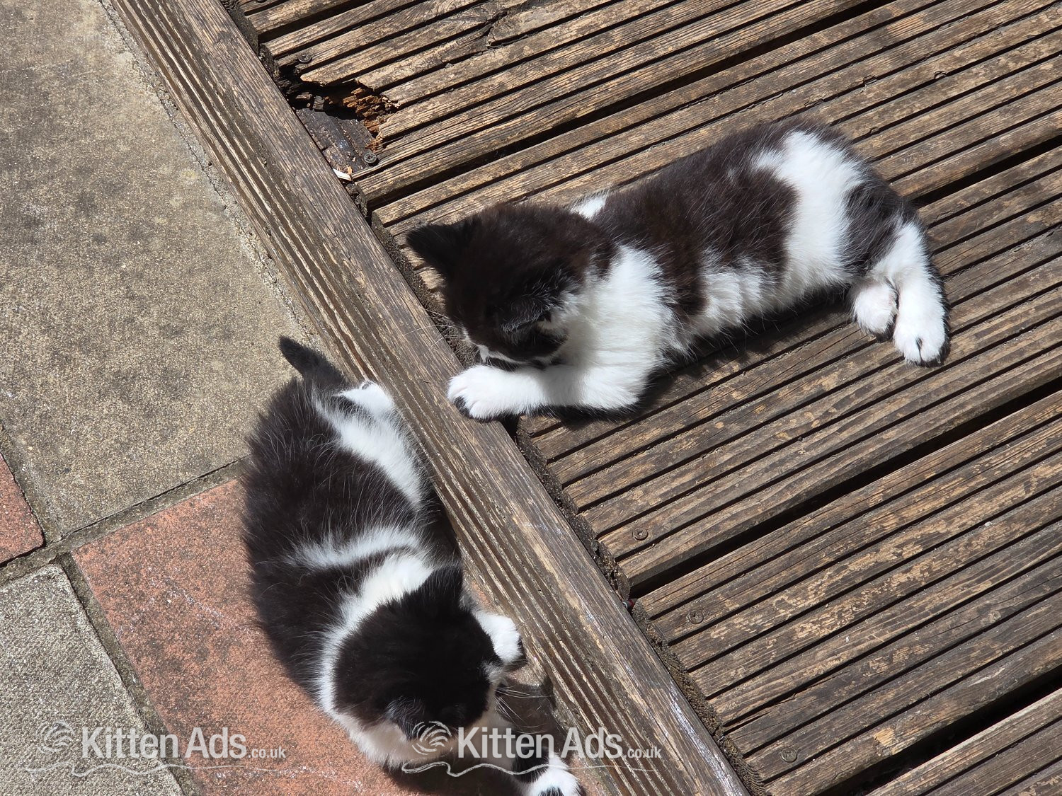 Cute kittens for sale (NEED GONE ASAP) - 