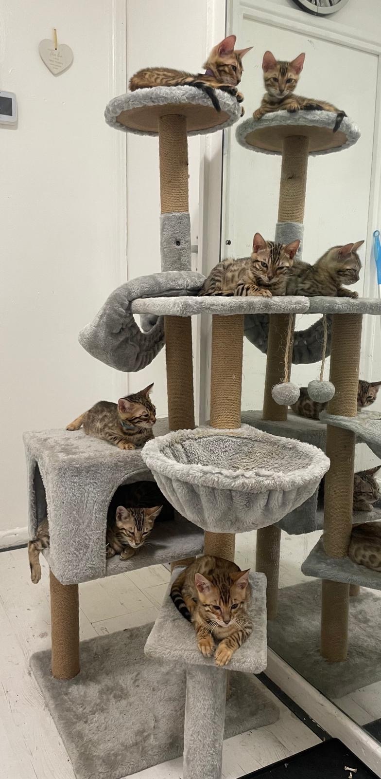 Stunning Brown Bengal Kittens (16 Weeks) ? Quick Sale Due to Home Renovations  in {LOCATION}