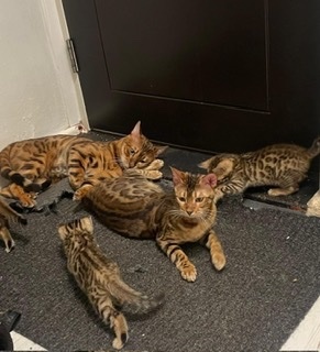 Bengal
