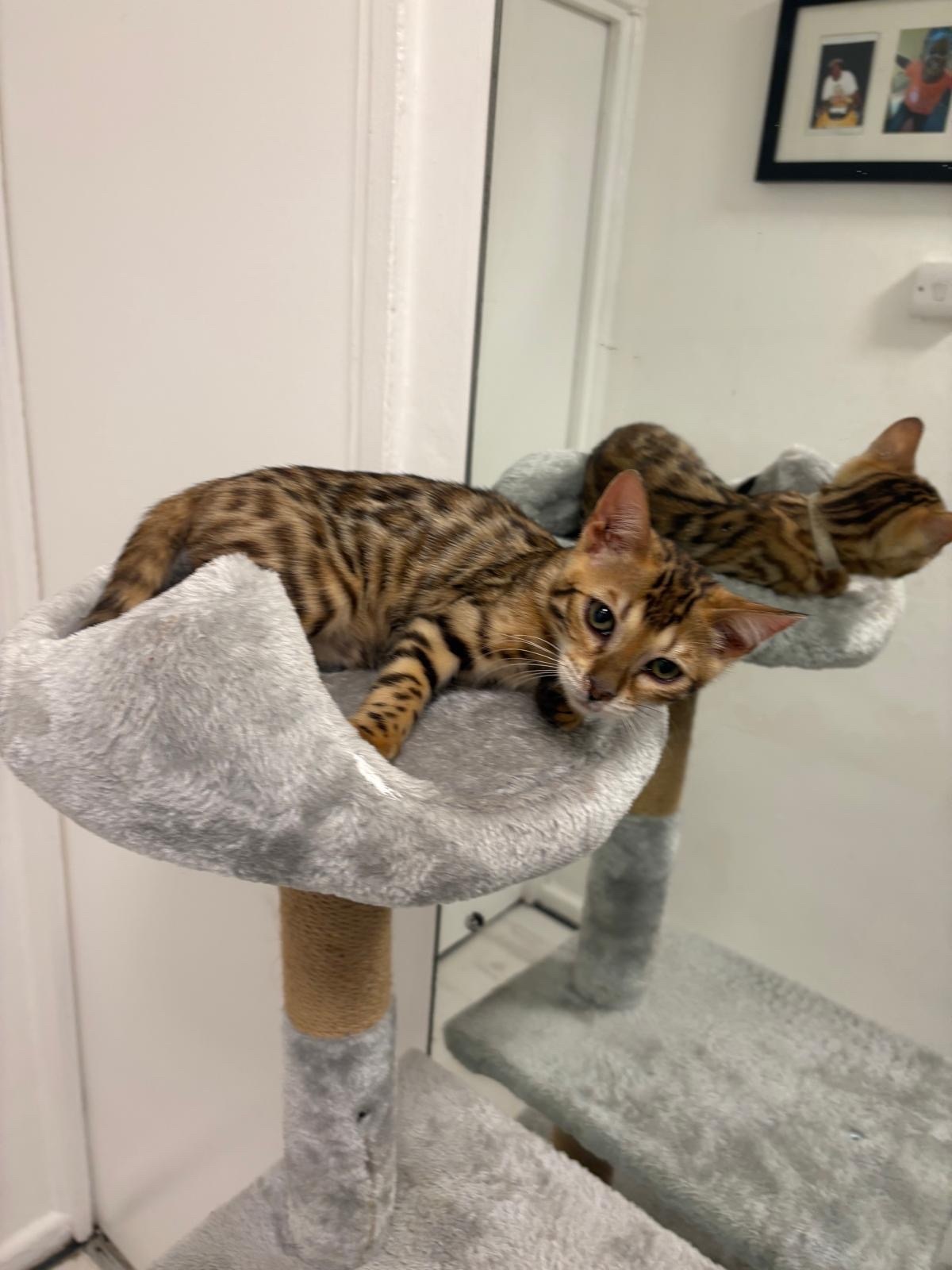 Bengal Cats and Kittens
