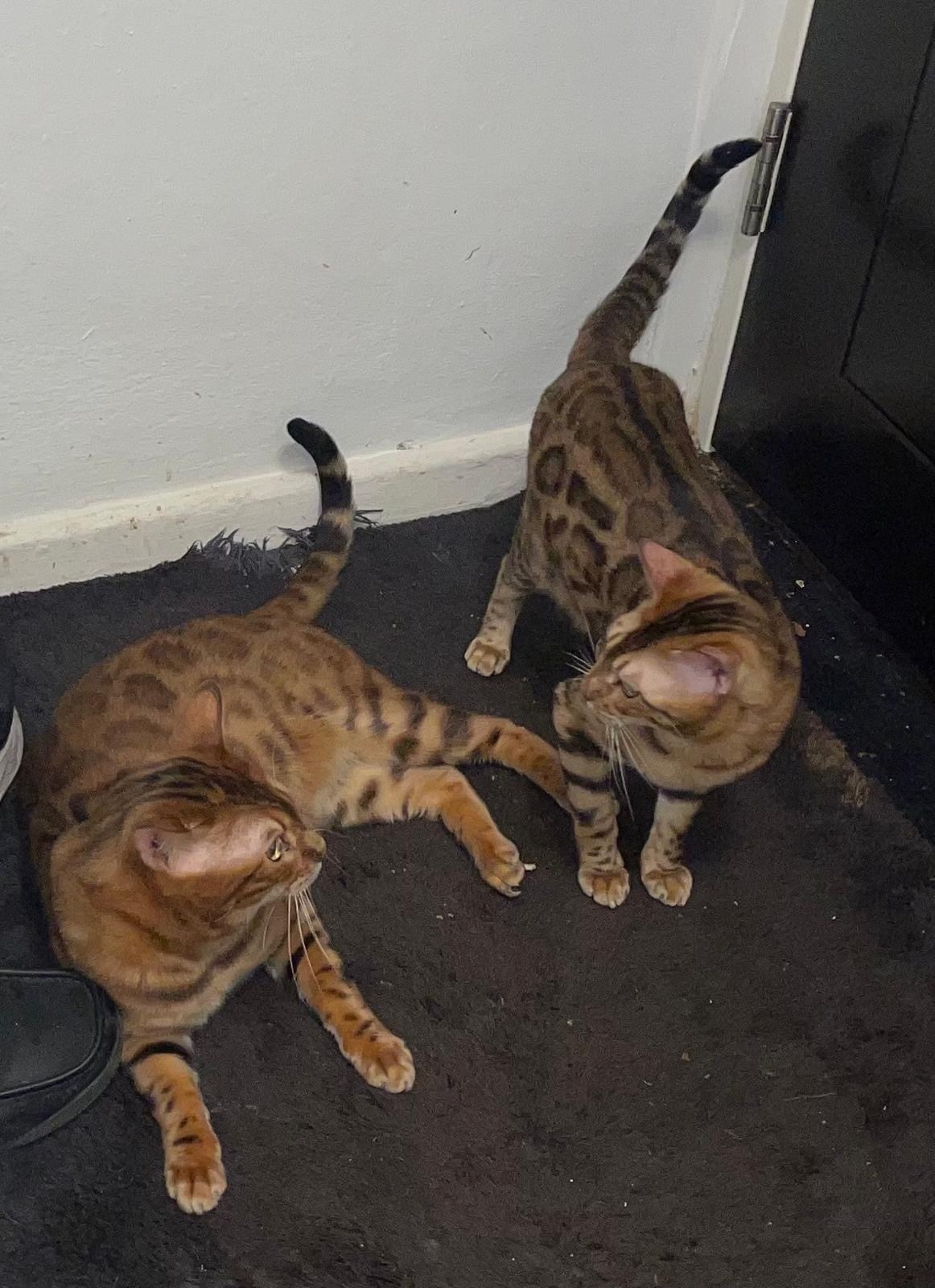 Bengal - Stunning Brown Bengal Kittens (16 Weeks) ? Quick Sale Due to Home Renovations 
