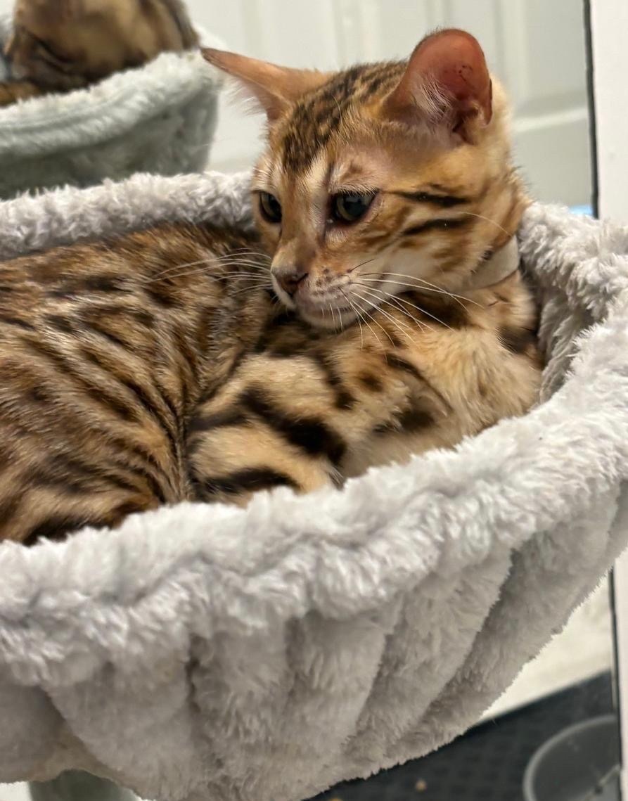 Stunning Brown Bengal Kittens (16 Weeks) ? Quick Sale Due to Home Renovations  - Bengal