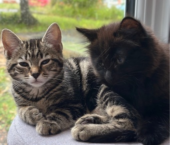 Kittens Ready for there New Loving Homes 1 Girl Tabby 1 Boy Super Fluffy 11 wks old