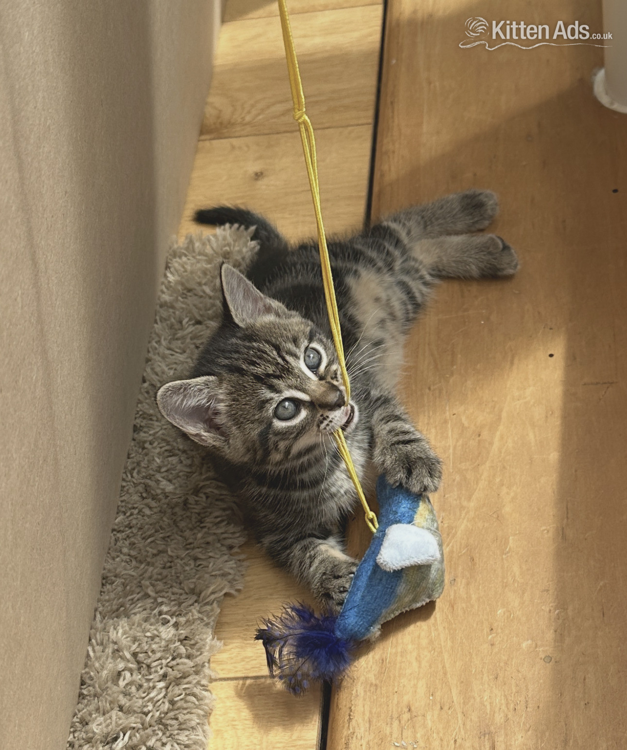  Cats and Kittens