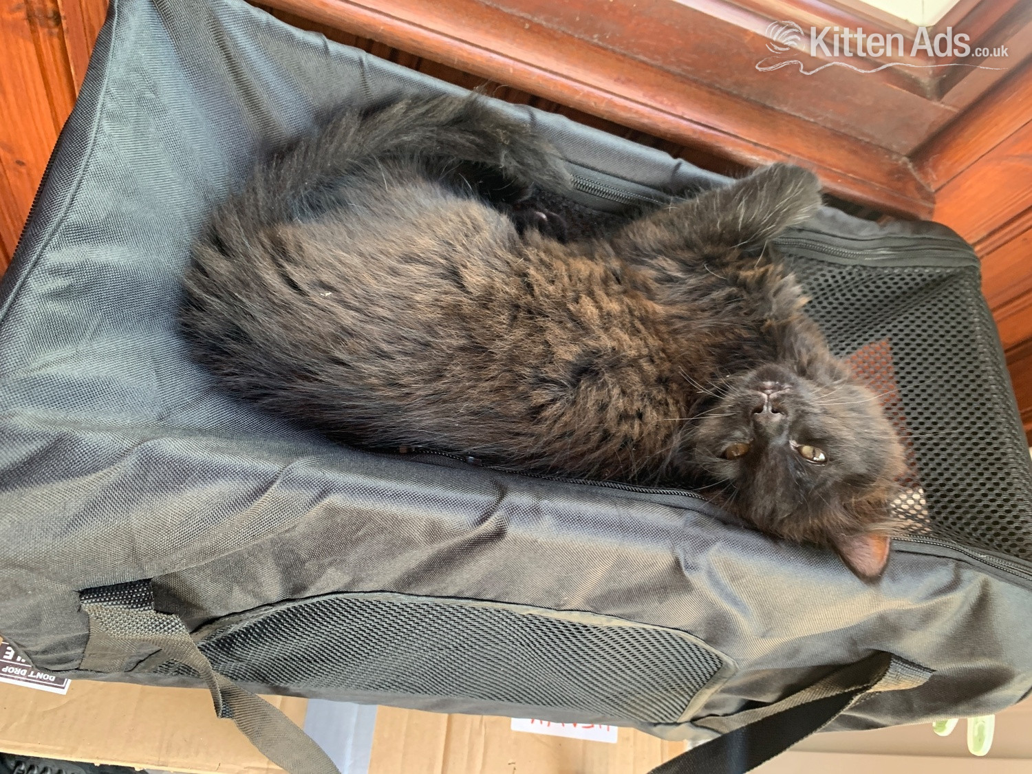  - Kittens Ready for there New Loving Homes 1 Girl Tabby 1 Boy Super Fluffy 11 wks old