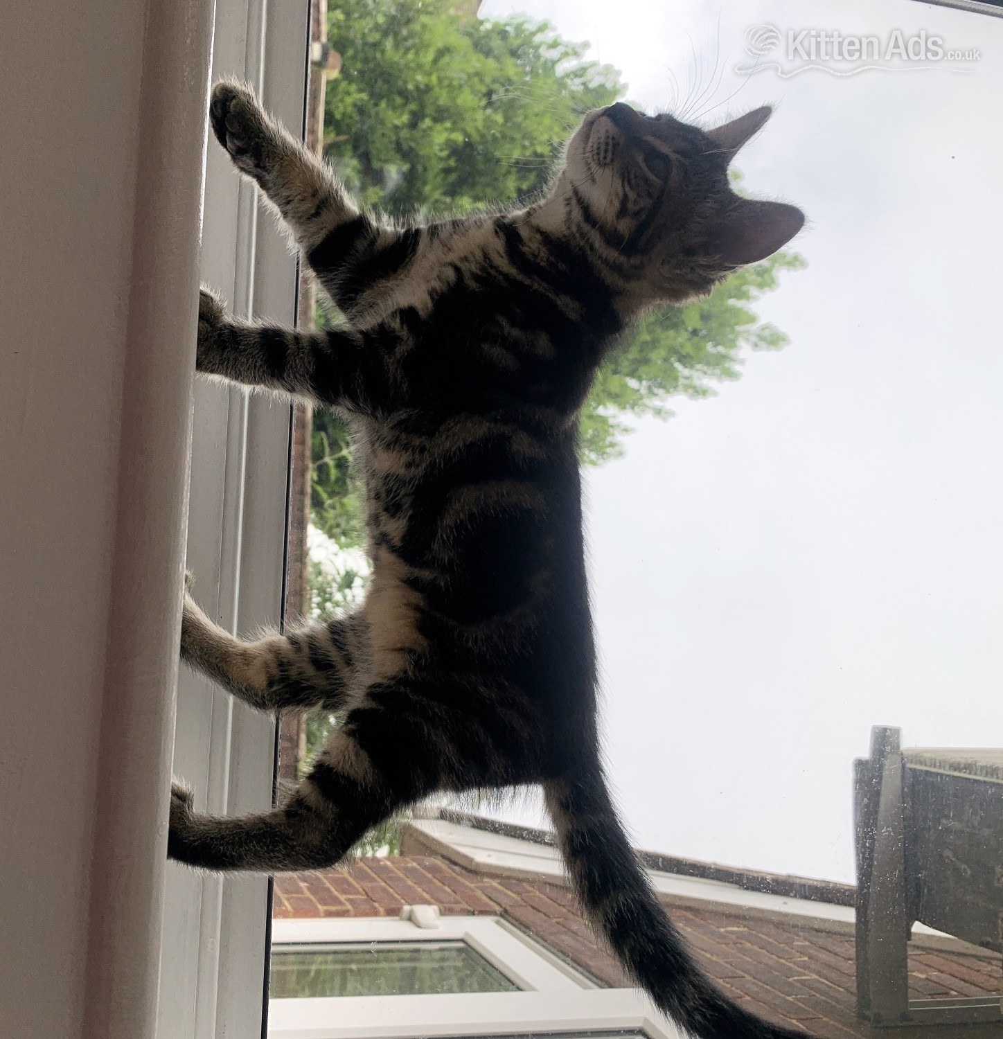 Kittens Ready for there New Loving Homes 1 Girl Tabby 1 Boy Super Fluffy 11 wks old - 