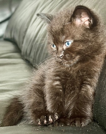 Lilac seal point bsh x tuxedo kittens 