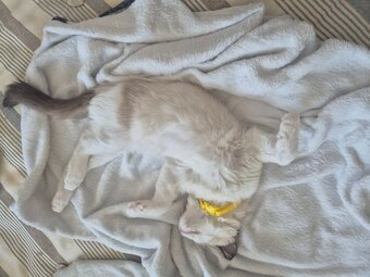 Loki for sale
