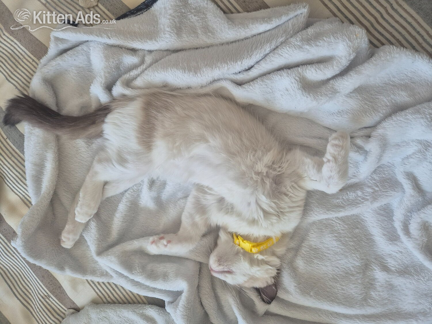 Loki for sale in {LOCATION}