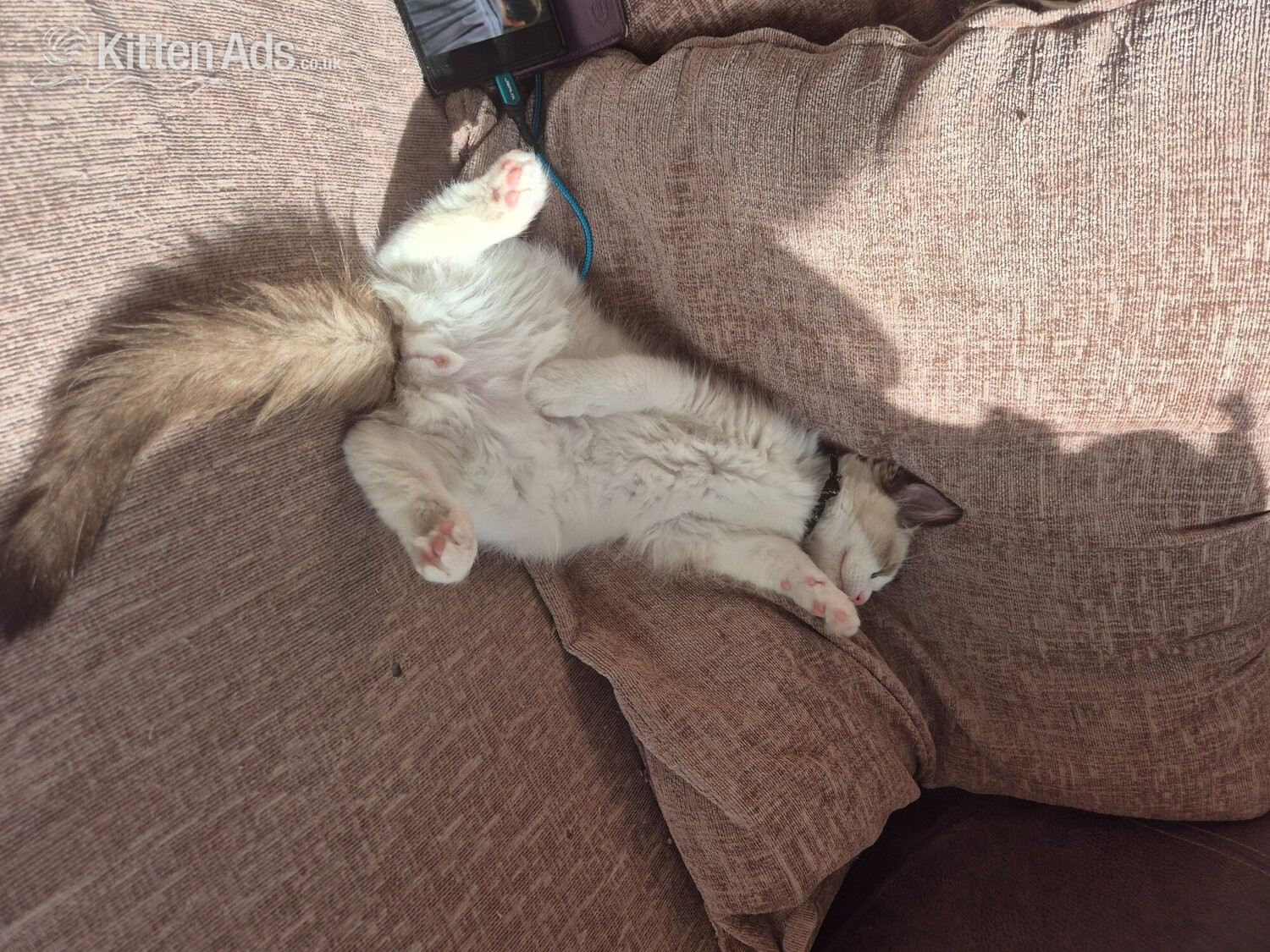 Ragdoll