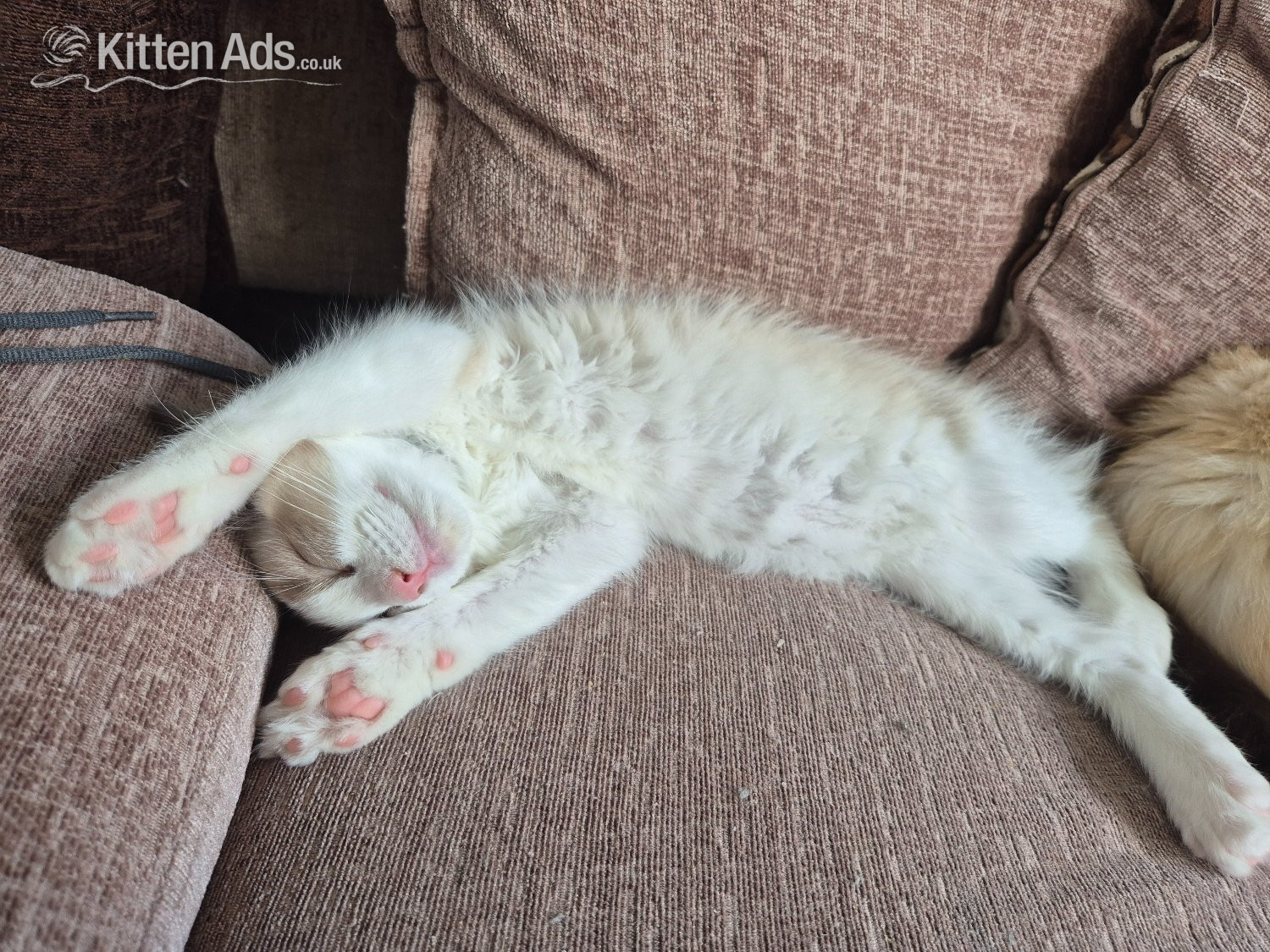 Ragdoll Cats and Kittens