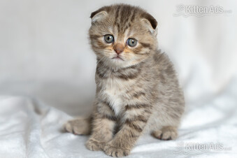 Scottish Fold Kitten Ready Now!  £500