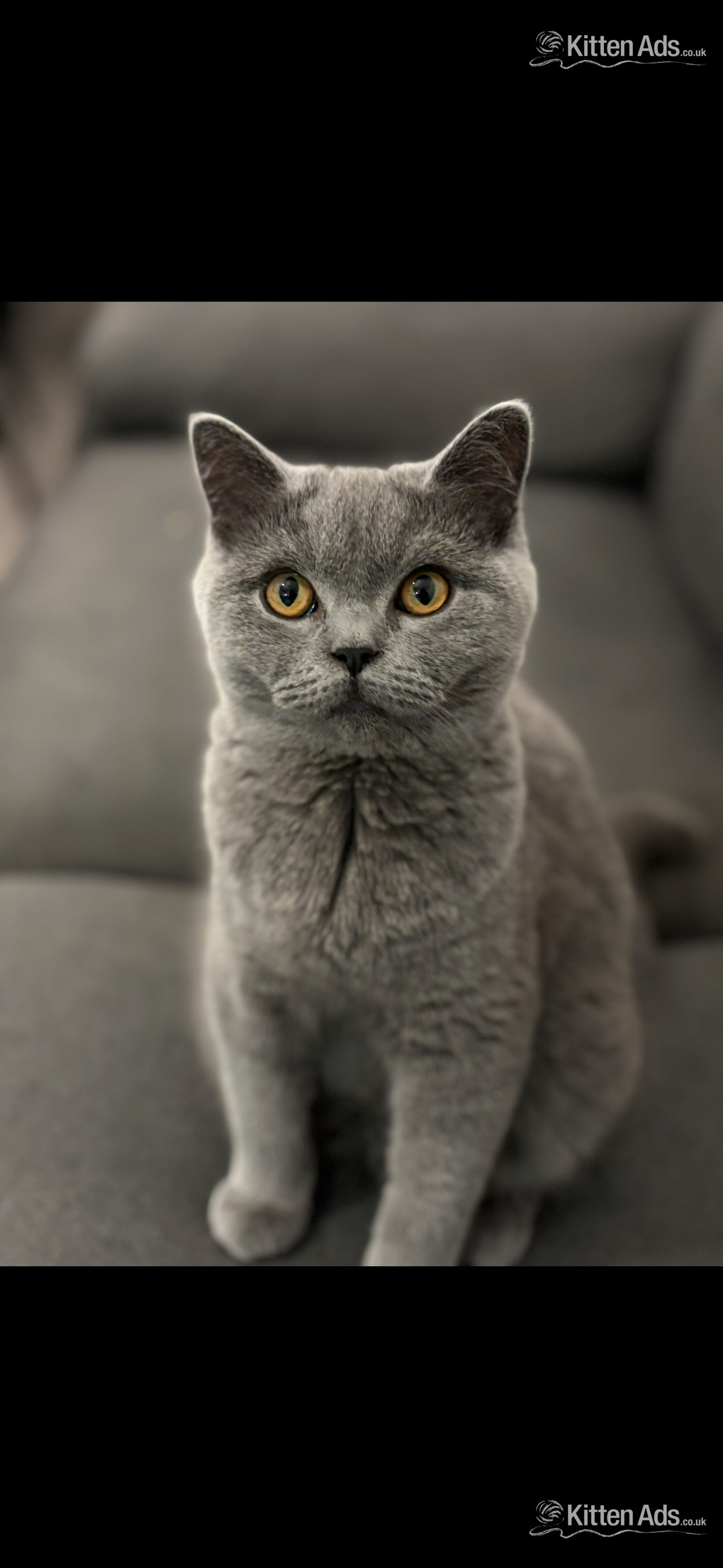 Scottish Fold Kitten Ready Now!  £500 - 