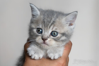 Scottish Fold Kittens ? Ready Soon ?