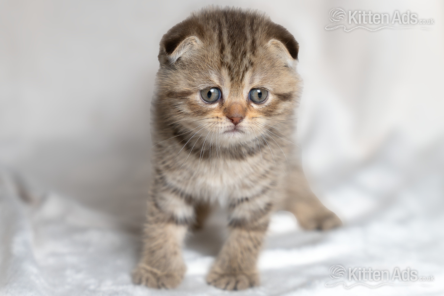  Cats and Kittens