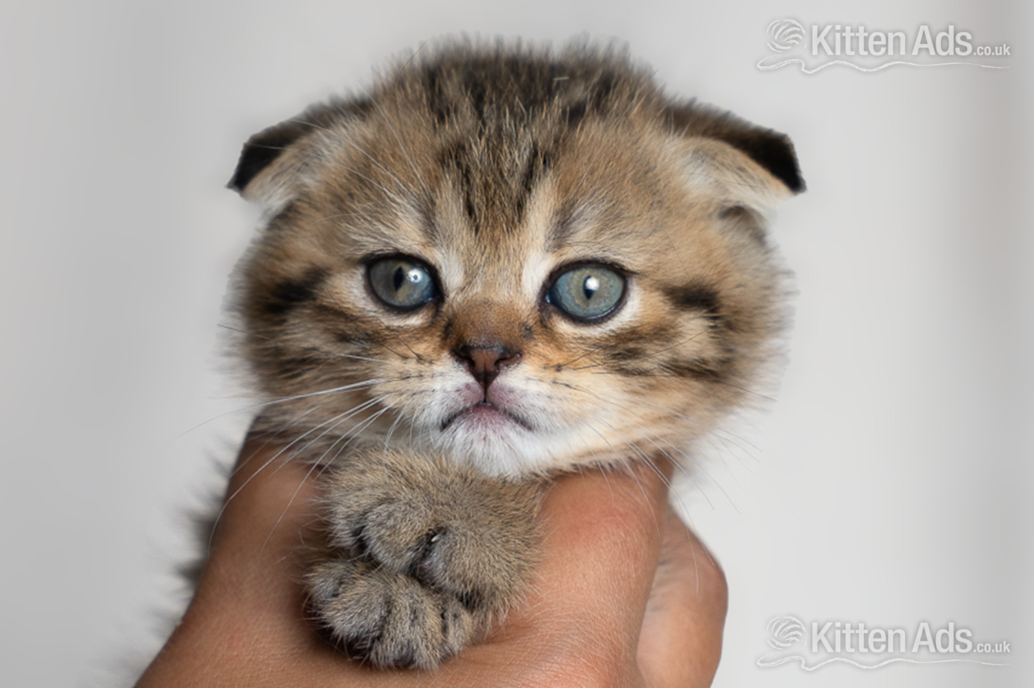  - Scottish Fold Kittens ? Ready Soon ?