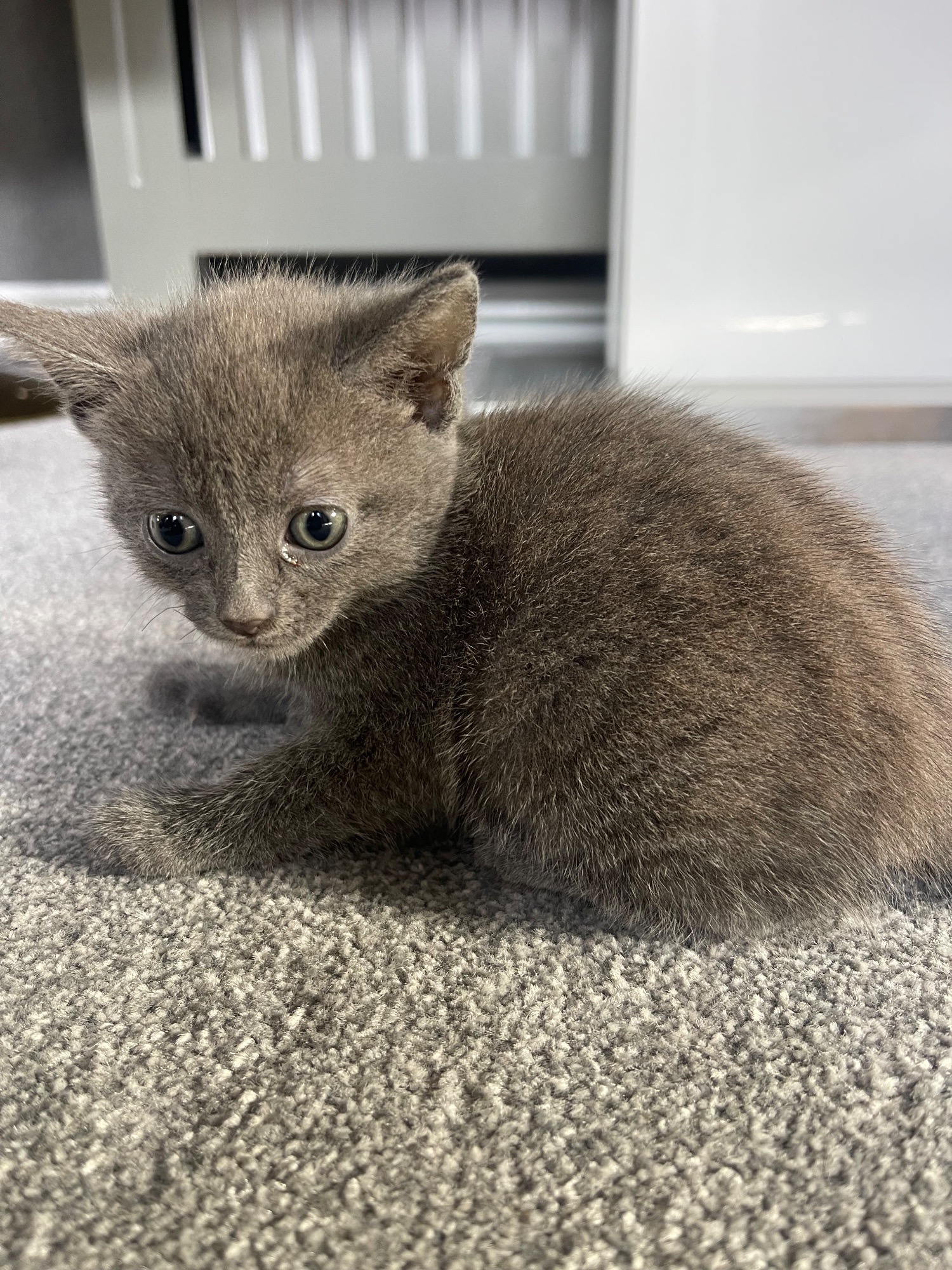 Female Bengal cross main coon in {LOCATION}