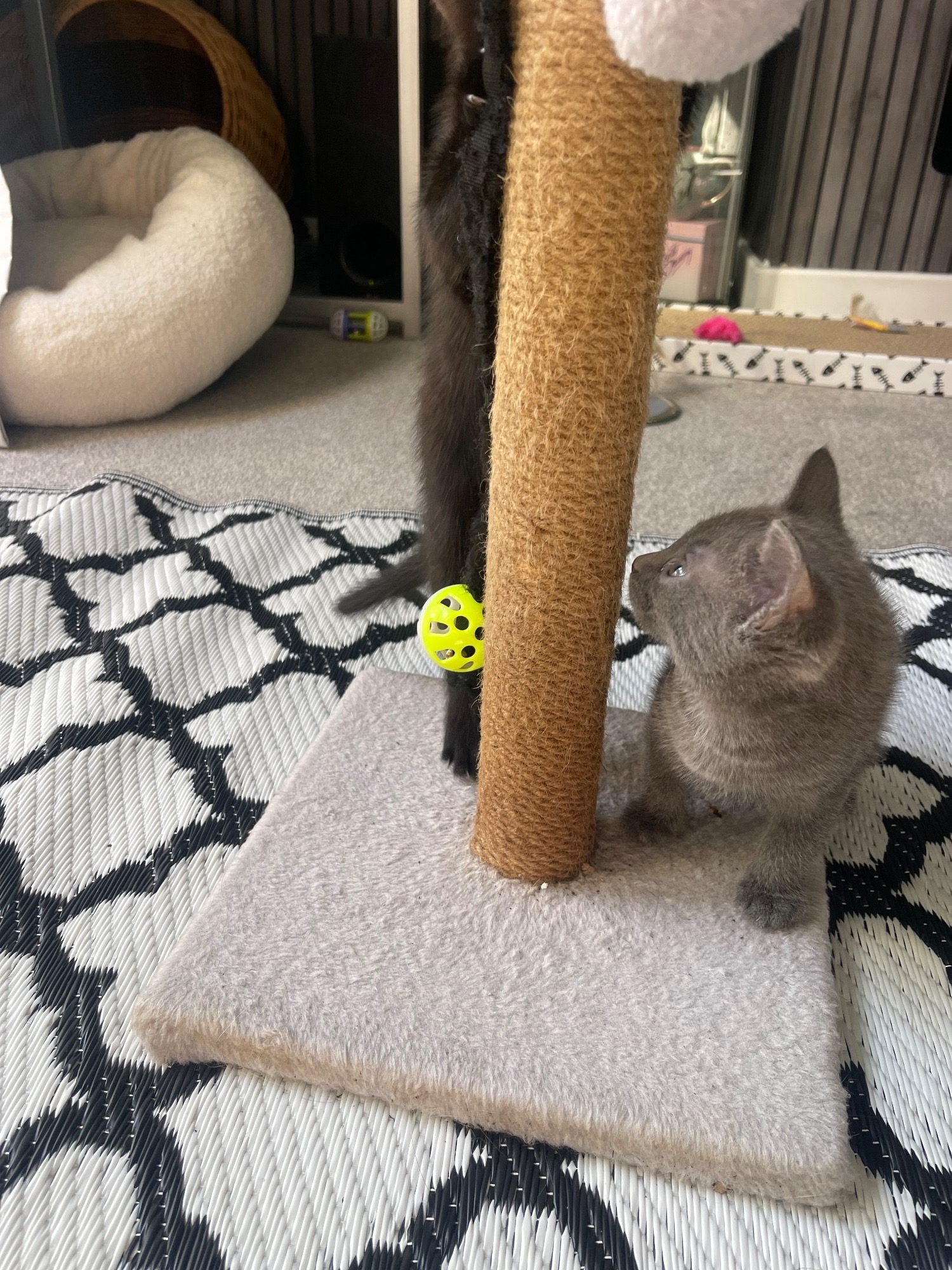 Maine Coon Cats and Kittens