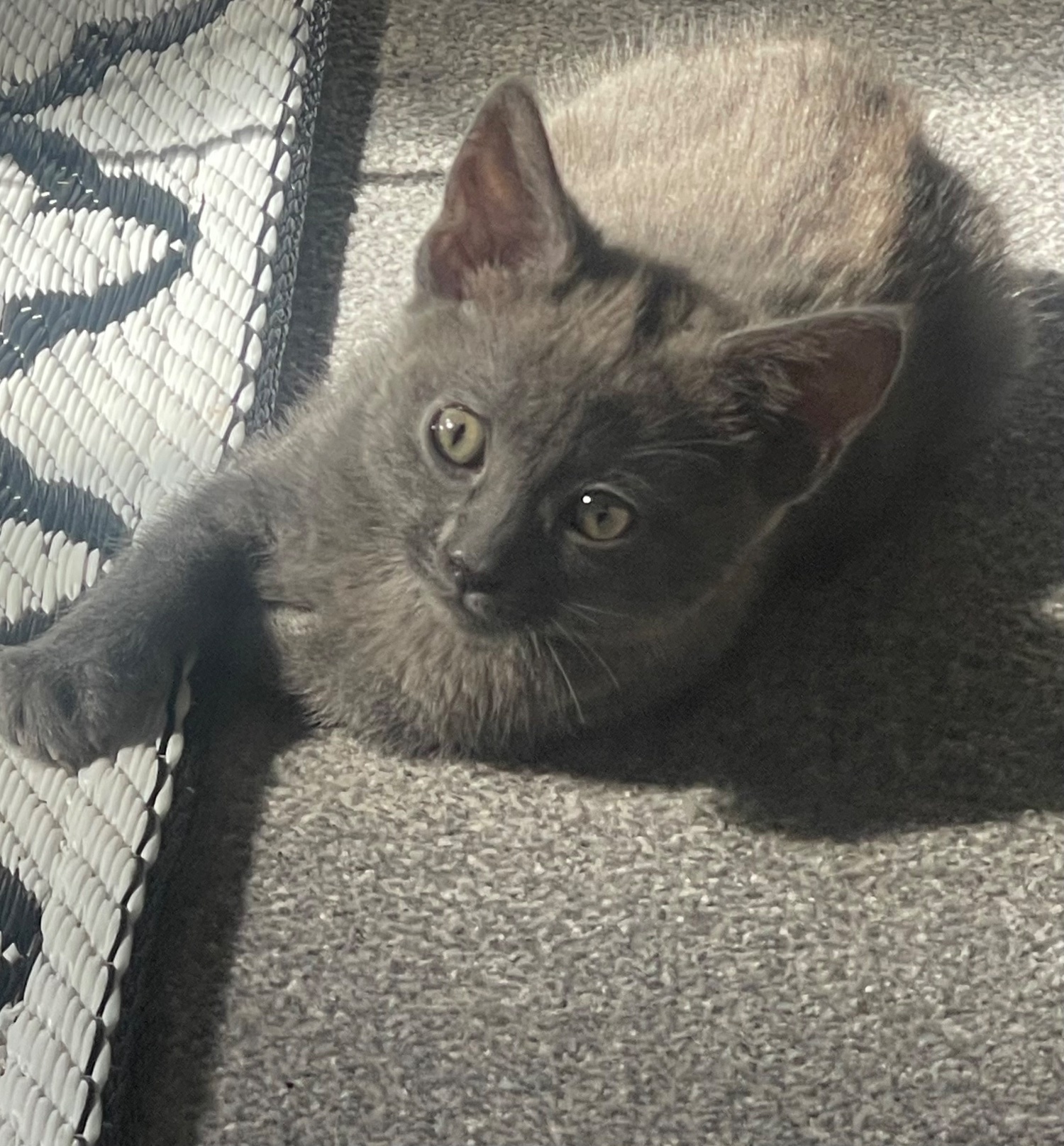 Female Bengal cross main coon - Maine Coon