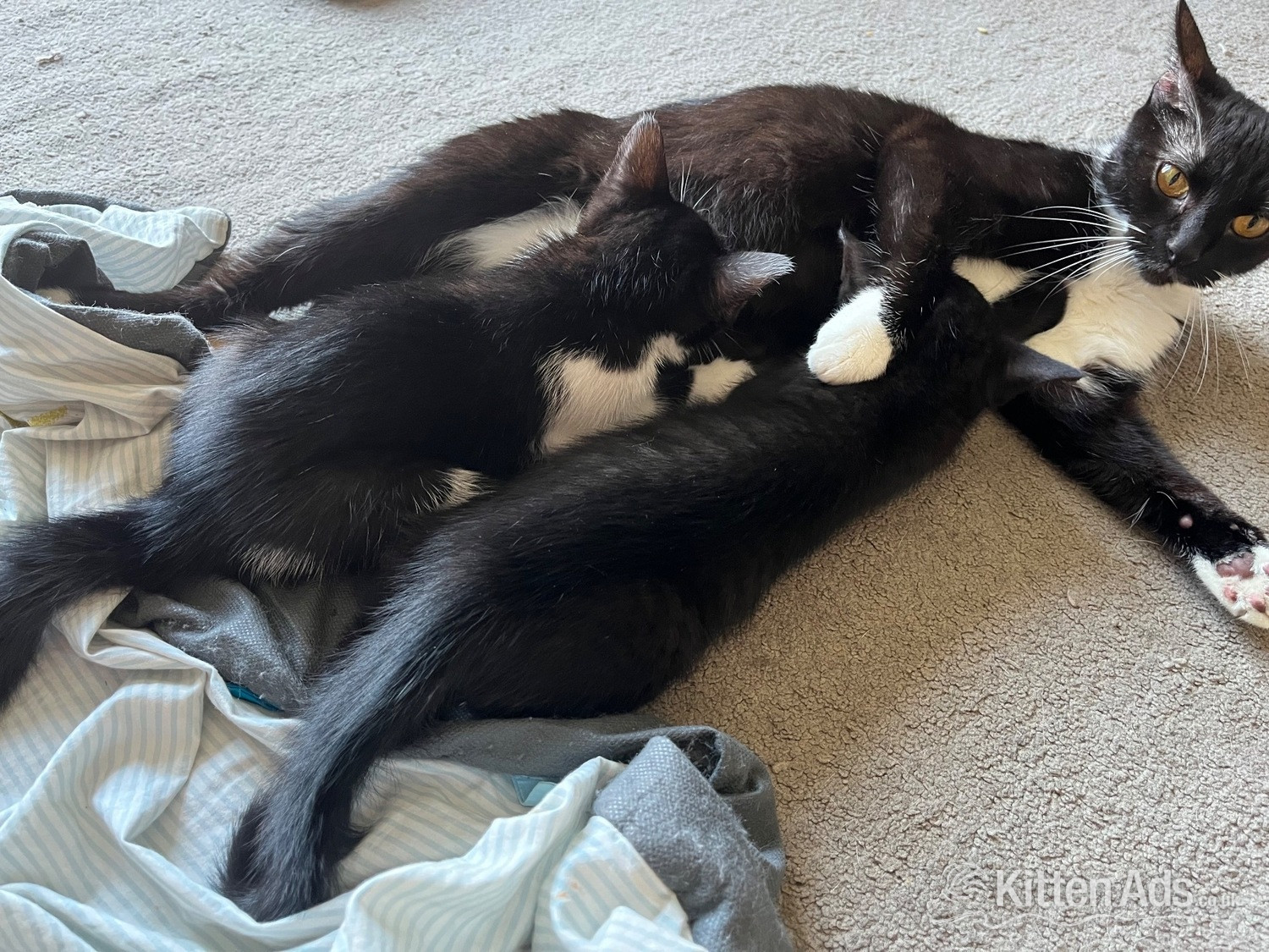 British Shorthair Cats and Kittens