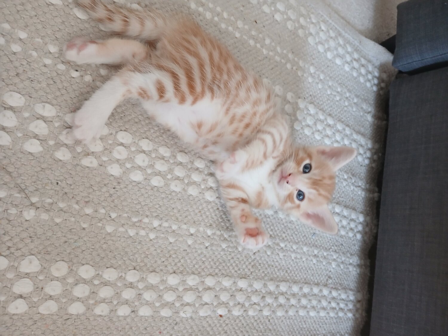  Cats and Kittens