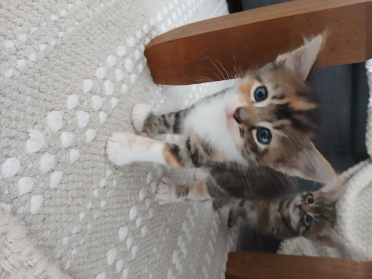  - Bengal-Maine coon mix kittens