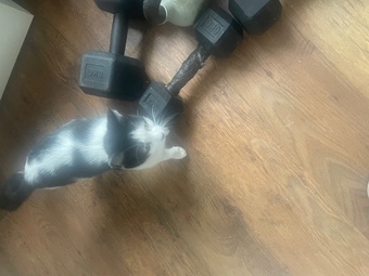 Beautiful kittens for sale ready now