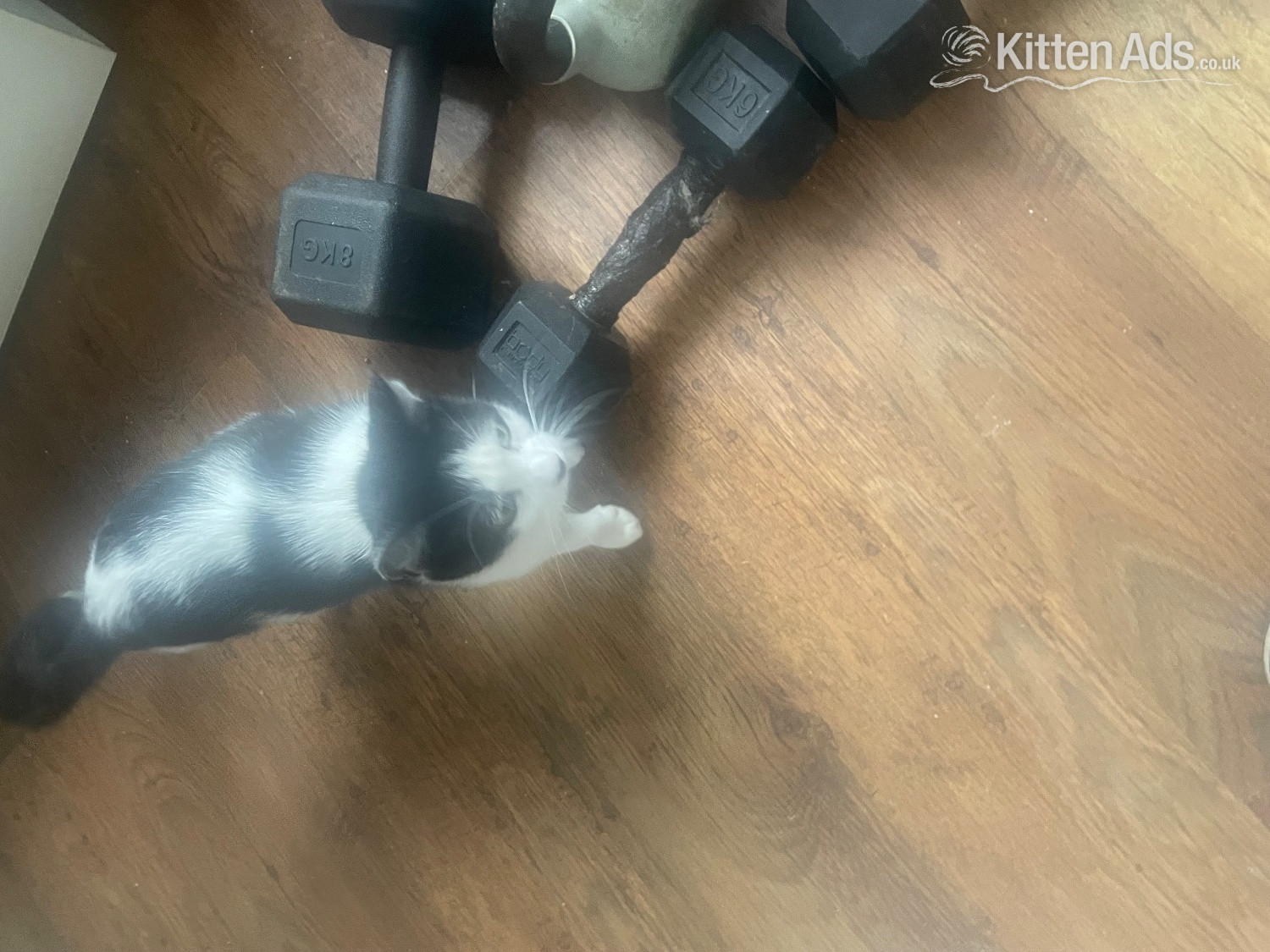Beautiful kittens for sale ready now in {LOCATION}