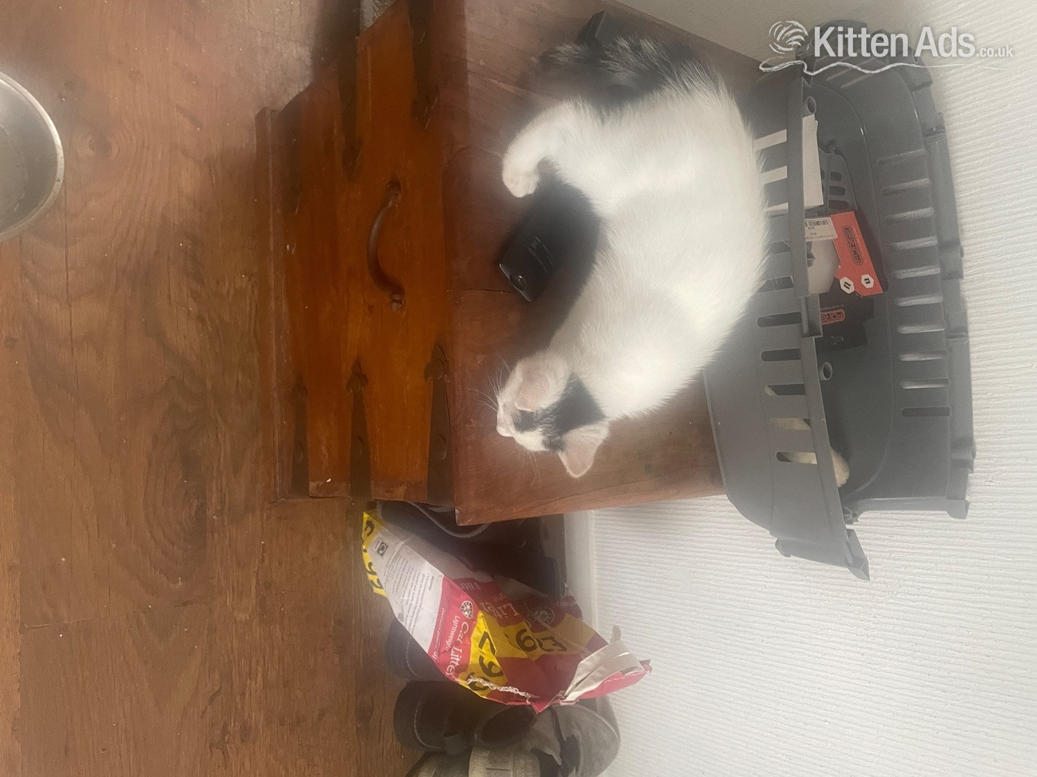 British Shorthair Cats and Kittens