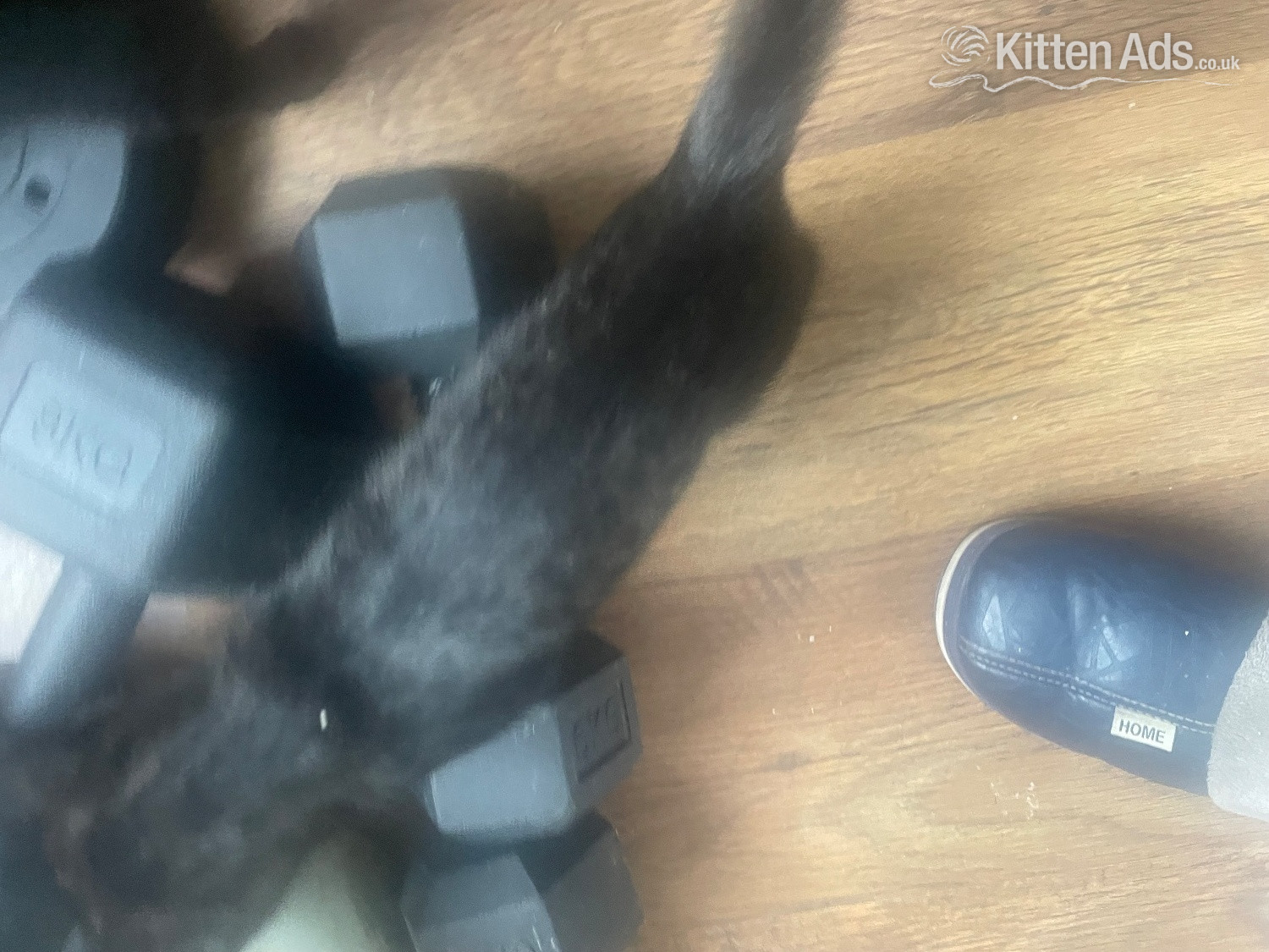 British Shorthair - Beautiful kittens for sale ready now