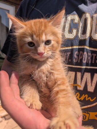 4 beautiful ginger kittens for sale 