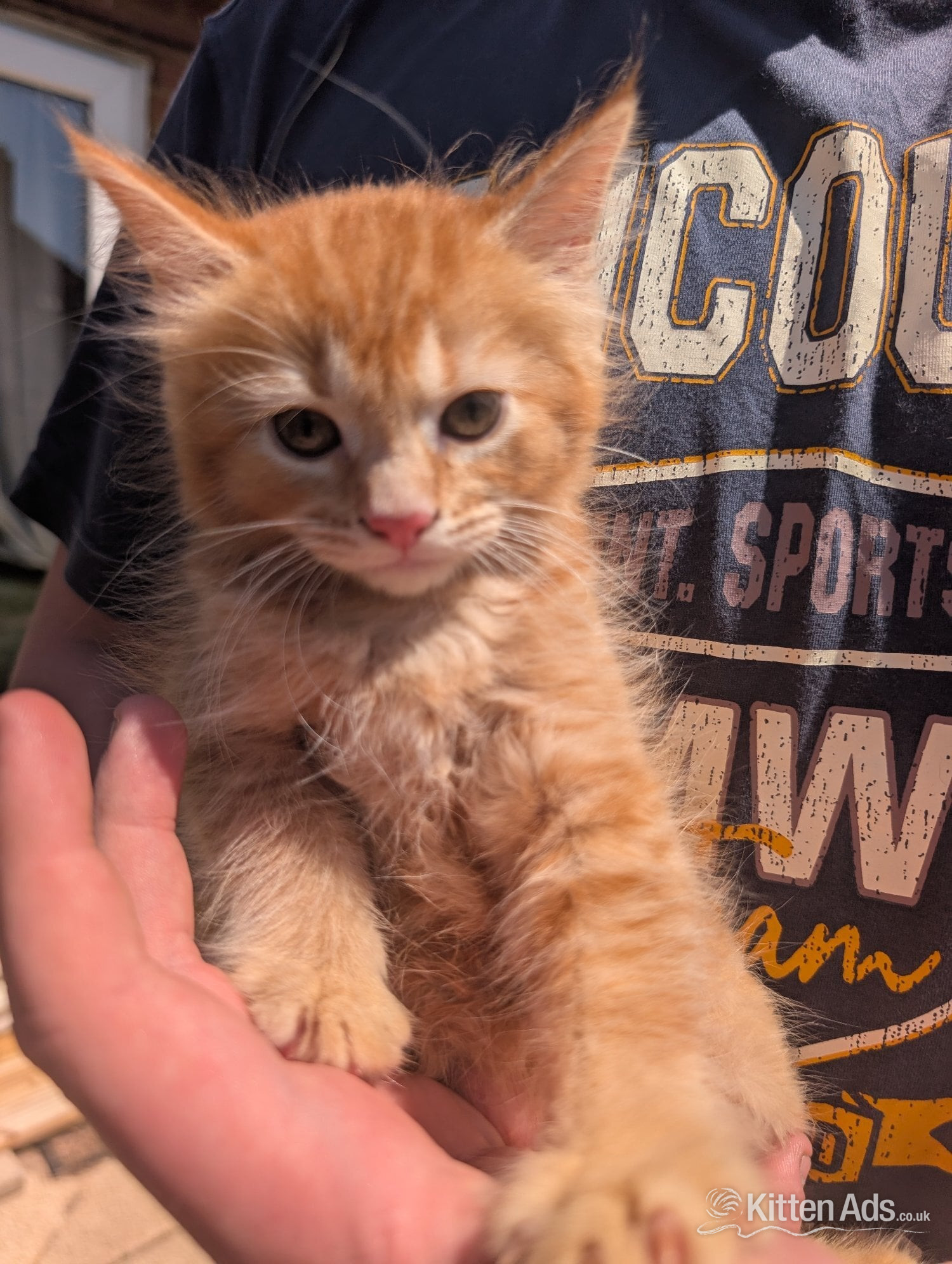 4 beautiful ginger kittens for sale  in {LOCATION}