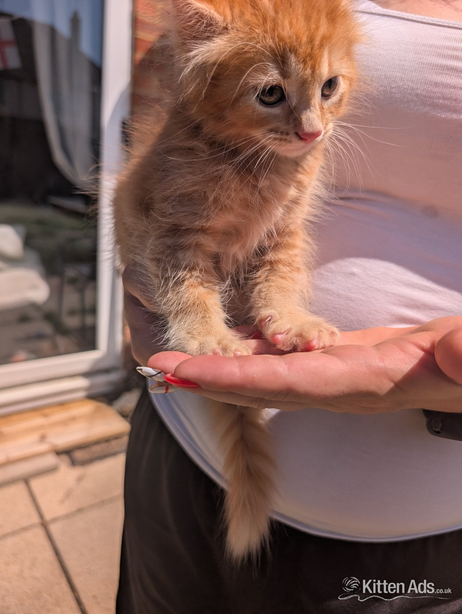 British Shorthair - 4 beautiful ginger kittens for sale 