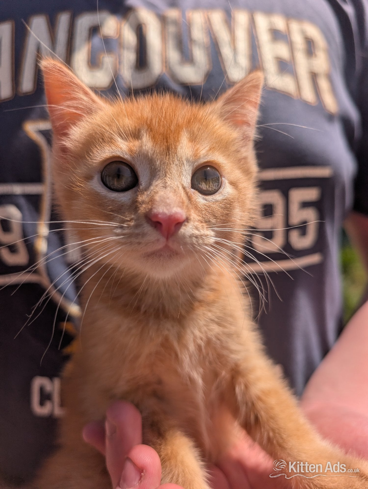 4 beautiful ginger kittens for sale  - British Shorthair