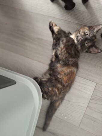 Beautiful kittens for sale!