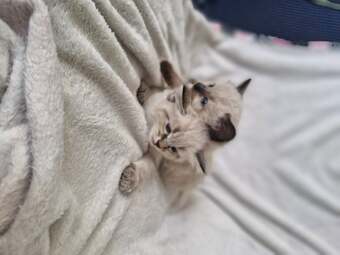 2 beautiful boy half ragdoll