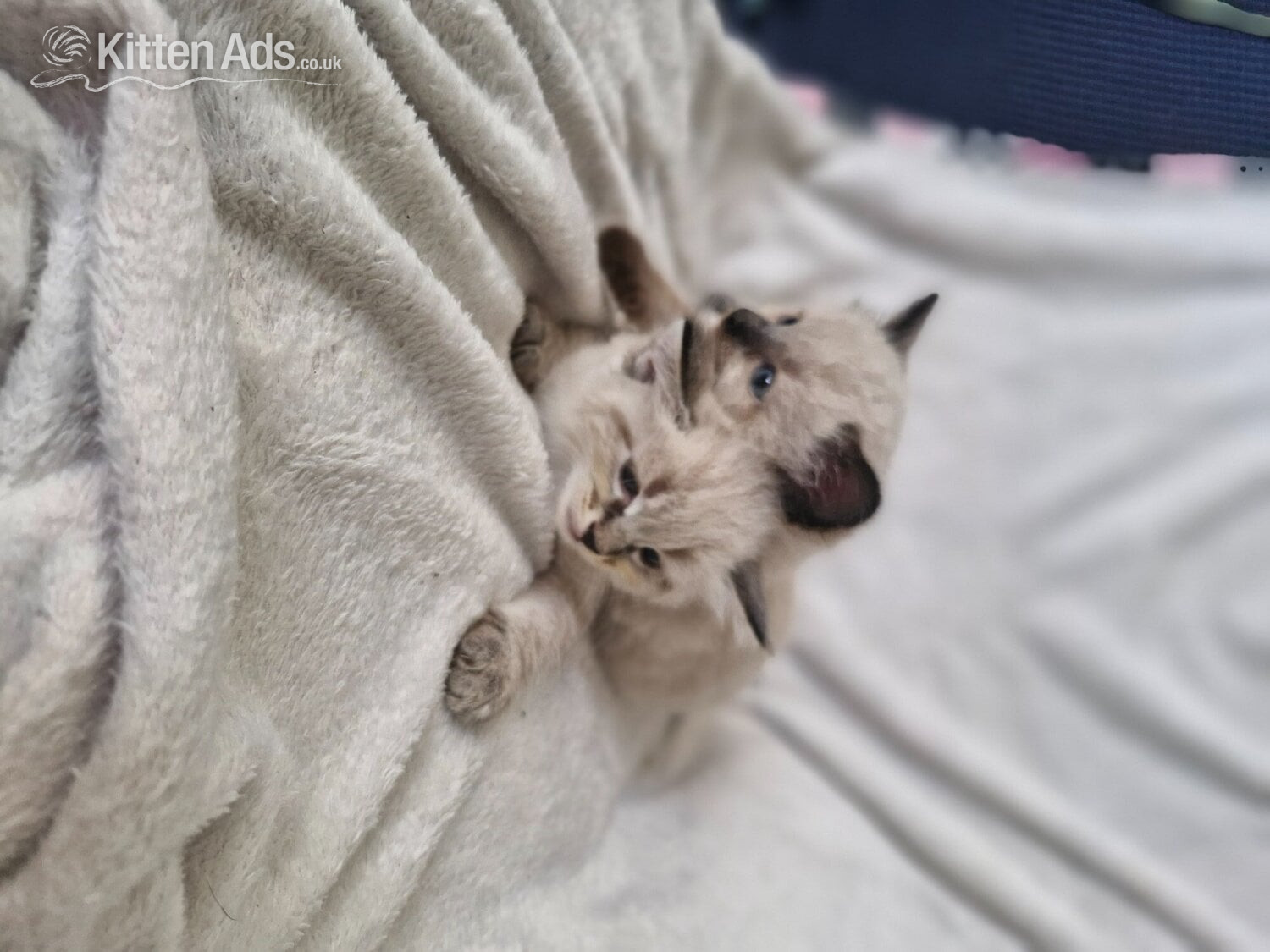 2 beautiful boy half ragdoll in {LOCATION}