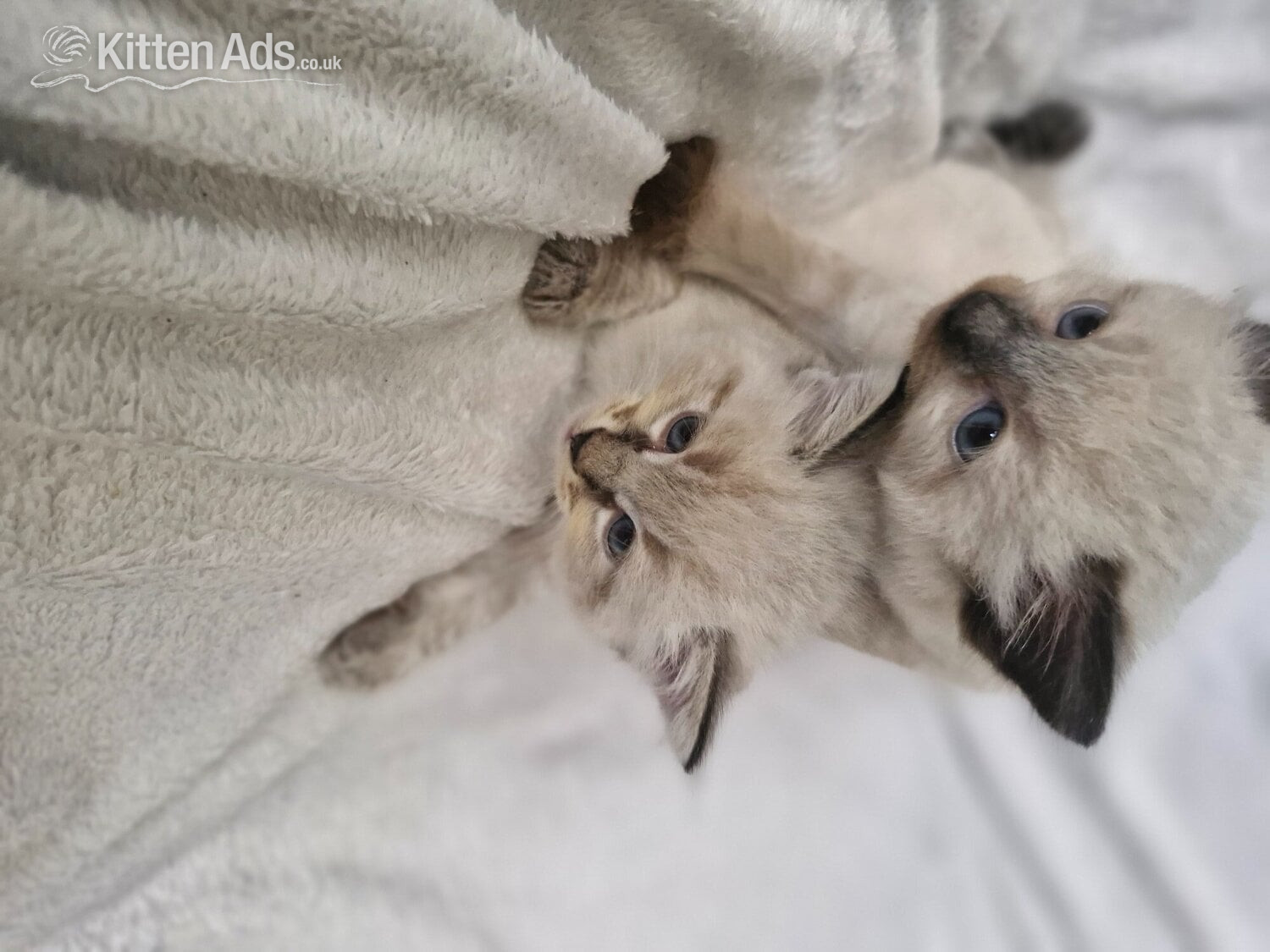 Ragdoll