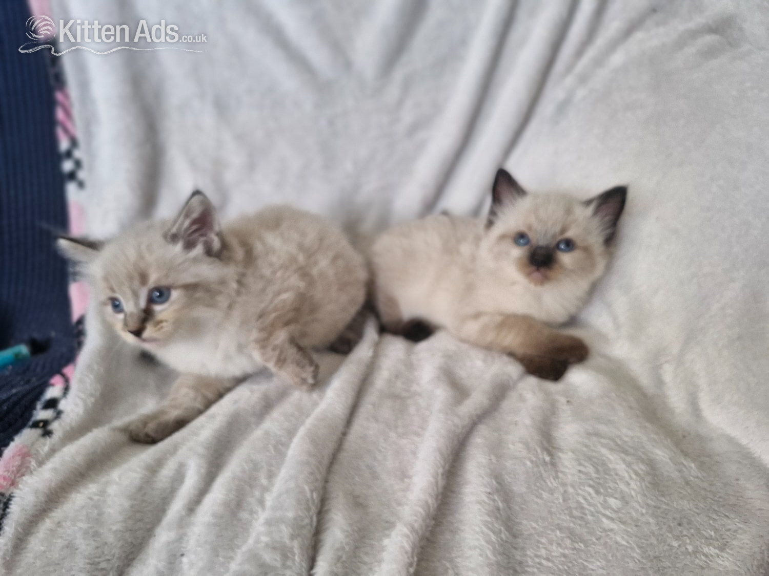 Ragdoll Cats and Kittens