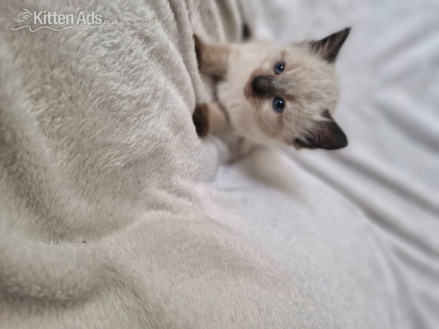Ragdoll - 2 beautiful boy half ragdoll