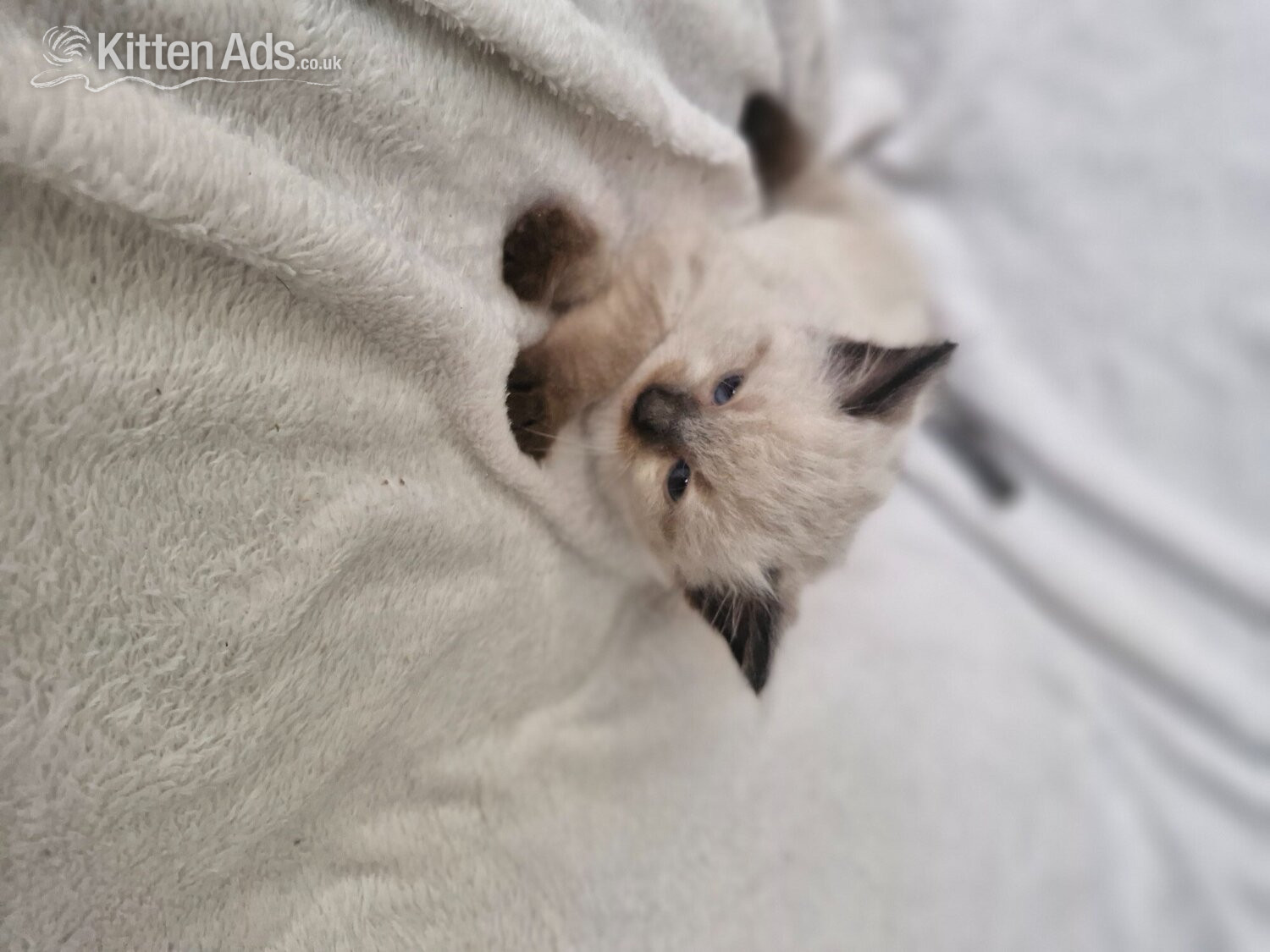 2 beautiful boy half ragdoll - Ragdoll