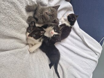 5 beautiful kittens ready 