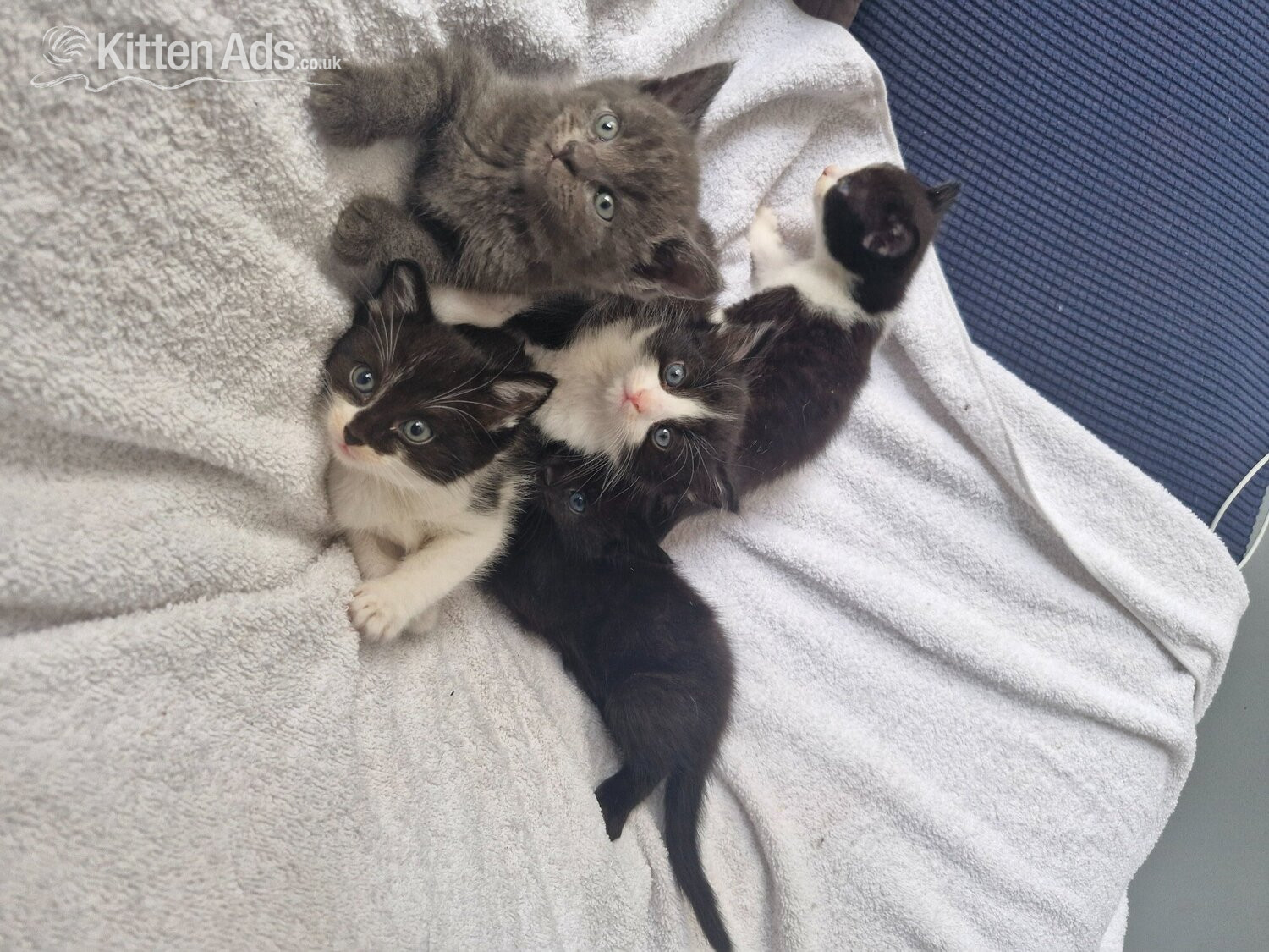 5 beautiful kittens ready  in {LOCATION}