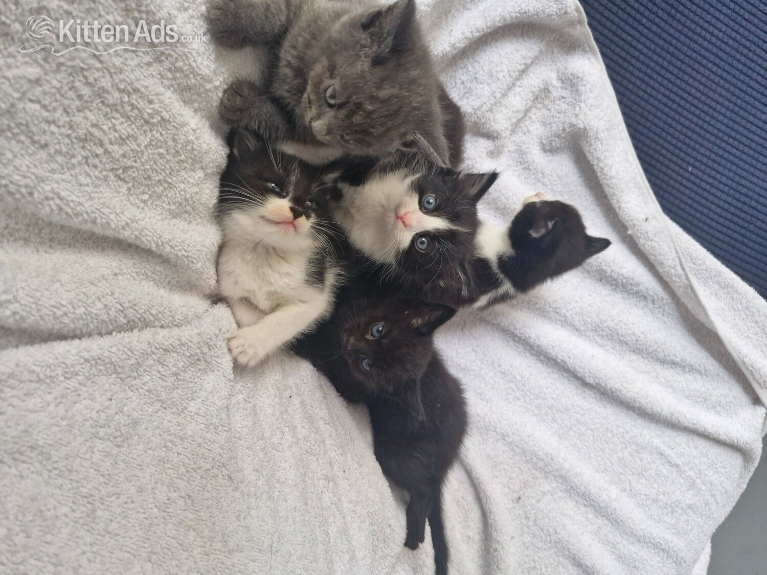  Cats and Kittens