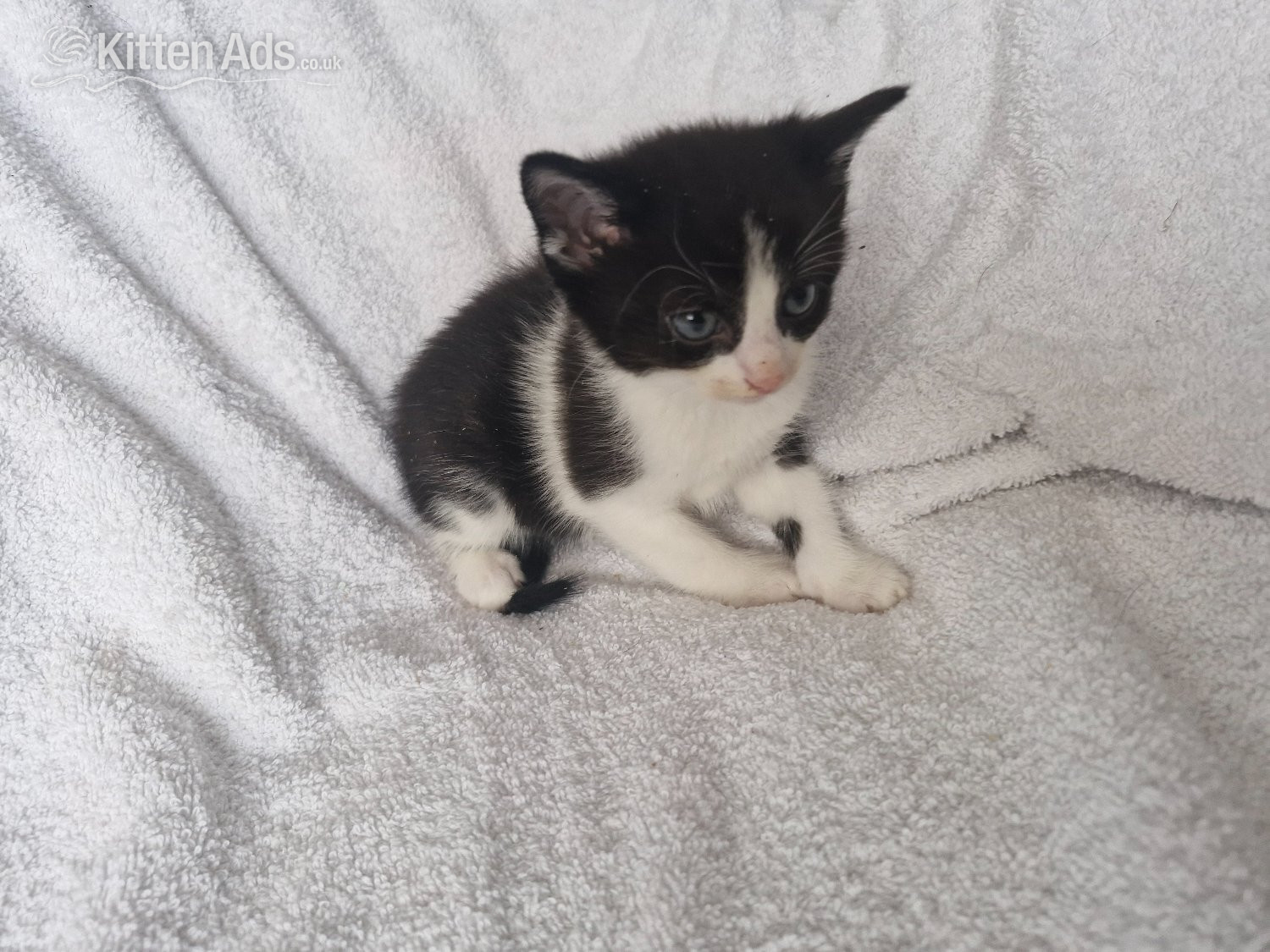  - 5 beautiful kittens ready 