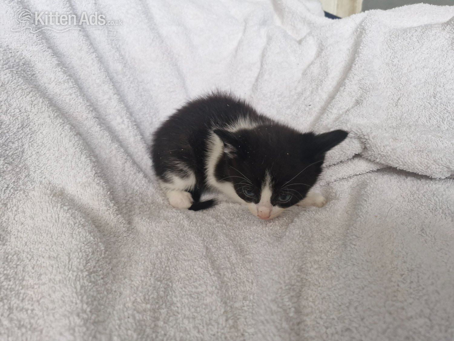 5 beautiful kittens ready  - 