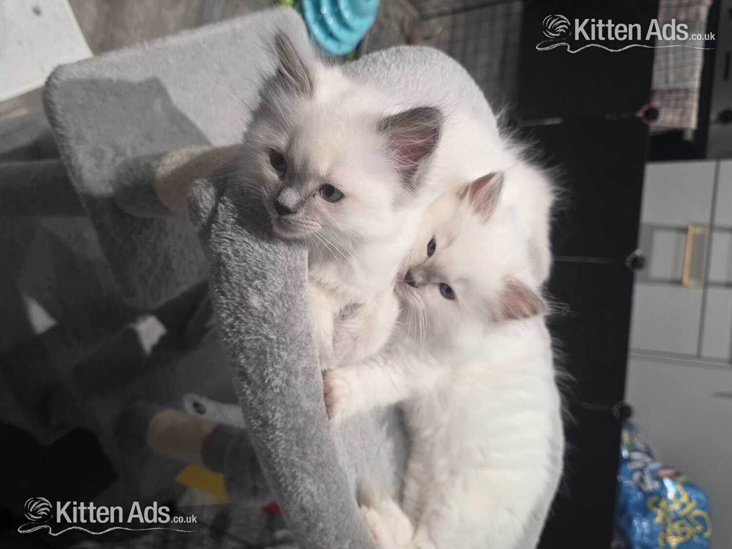  Cats and Kittens