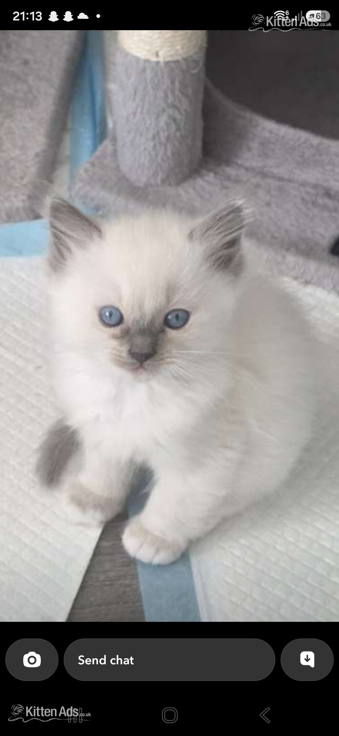White and blue point - 